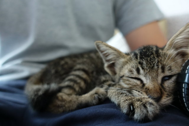 Kitten - Tabby Cat