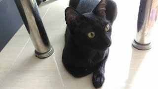 Lucy - Domestic Short Hair Cat