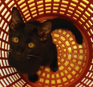 Annie helping with the laundry