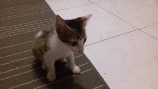 Baby - Oriental Short Hair Cat