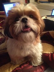 PF84639 - Shih Tzu Dog