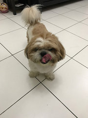 PF84639 - Shih Tzu Dog