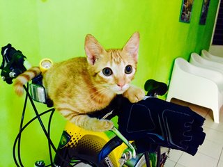 "I iz a fearless climber."