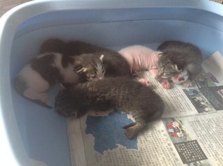 Free Vaccine 🌟 2 Kittens - Domestic Short Hair Cat