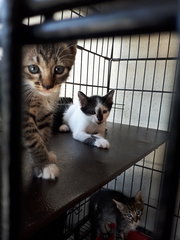 Free Vaccine 🌟 2 Kittens - Domestic Short Hair Cat