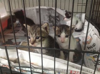 Free Vaccine 🌟 2 Kittens - Domestic Short Hair Cat