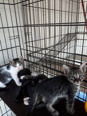 Free Vaccine 🌟 2 Kittens - Domestic Short Hair Cat