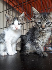 Free Vaccine 🌟 2 Kittens - Domestic Short Hair Cat