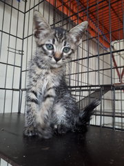 Free Vaccine 🌟 2 Kittens - Domestic Short Hair Cat