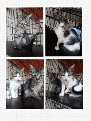 Free Vaccine 🌟 2 Kittens - Domestic Short Hair Cat