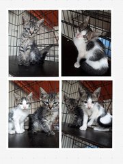 Free Vaccine 🌟 2 Kittens - Domestic Short Hair Cat