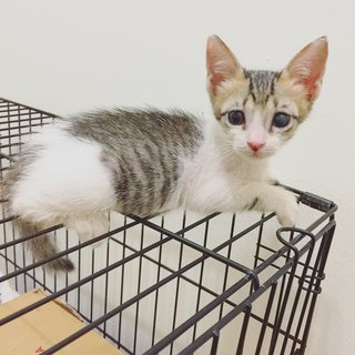 Tabby Kitten - Tabby Cat