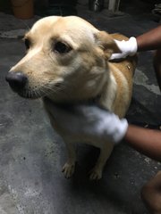 Soya - Corgi Mix Dog