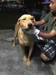 Bingo - Labrador Retriever Mix Dog