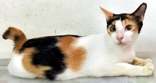 Lily - Calico Cat