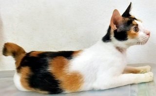 Lily - Calico Cat