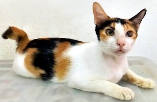 Lily - Calico Cat