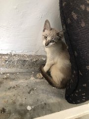 Kitten For Adoption - Domestic Short Hair Cat