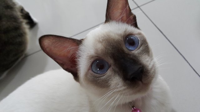 Kkumi( Dream) - Ragdoll + Siamese Cat