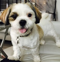 Potato - Shih Tzu Dog