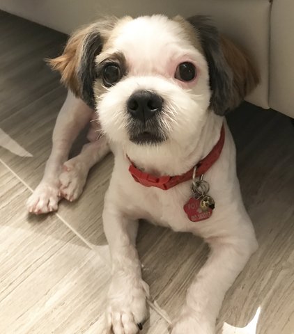 Potato - Shih Tzu Dog