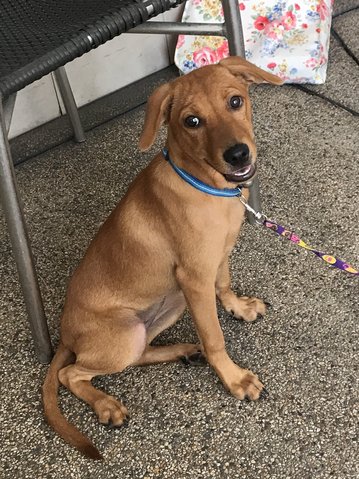 Aishi - Labrador Retriever Mix Dog