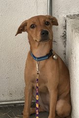 Aishi - Labrador Retriever Mix Dog