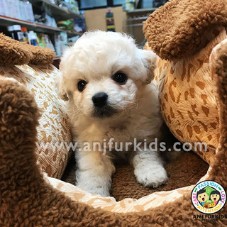 Quality White Female1 Maltese Mix Poodle  - Maltese + Poodle Dog