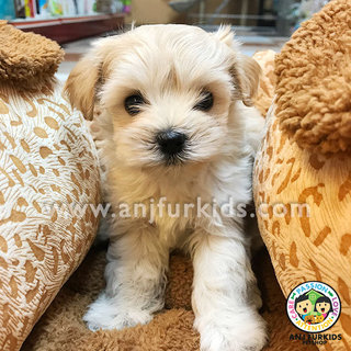 Quality White Female1 Maltese Mix Poodle  - Maltese + Poodle Dog