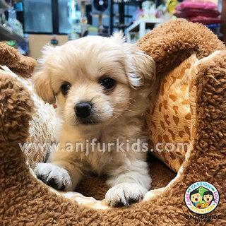 Quality White Female1 Maltese Mix Poodle  - Maltese + Poodle Dog