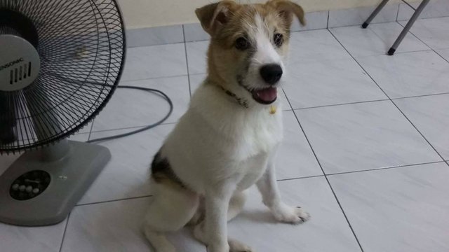 Jack - Jack Russell Terrier Mix Dog