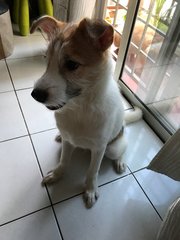 Jack - Jack Russell Terrier Mix Dog