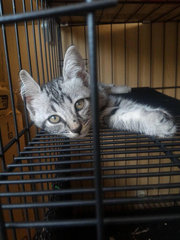 Silver Tabby Kitties For Adoption - Domestic Short Hair Cat