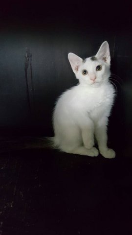 Twinkle, Cute Kitten For Adoption  - Domestic Short Hair Cat