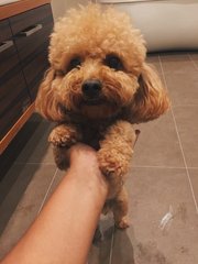 Teddy - Poodle Dog