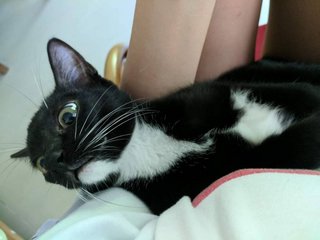  Nishiki (Shiki) - Tuxedo + Domestic Short Hair Cat