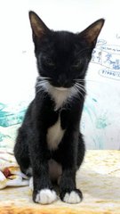  Nishiki (Shiki) - Tuxedo + Domestic Short Hair Cat