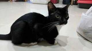  Nishiki (Shiki) - Tuxedo + Domestic Short Hair Cat