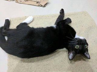  Nishiki (Shiki) - Tuxedo + Domestic Short Hair Cat