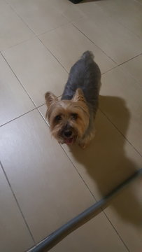 Gandalf - Silky Terrier Dog