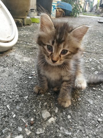 Tintin - Domestic Medium Hair Cat