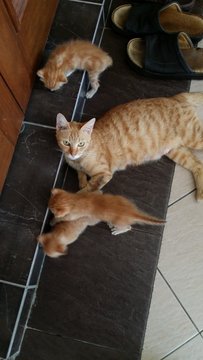 Mama Yen And 2 Kittens - Domestic Medium Hair + Tabby Cat