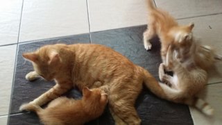 Mama Yen And 2 Kittens - Domestic Medium Hair + Tabby Cat