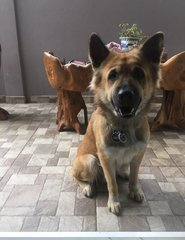 Hazel Boy - German Shepherd Dog Mix Dog