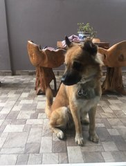 Hazel Boy - German Shepherd Dog Mix Dog