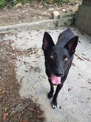 Chevy - Manchester Terrier Mix Dog