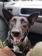 Chevy - Manchester Terrier Mix Dog