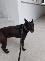 Chevy - Manchester Terrier Mix Dog