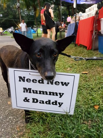 Chevy - Manchester Terrier Mix Dog