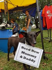 Chevy - Manchester Terrier Mix Dog